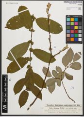 Foto von Salix silesiaca Willd.